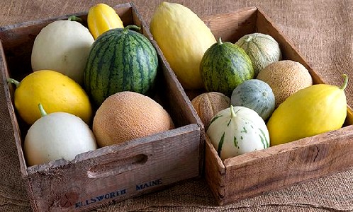 Muskmelon Types